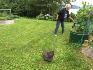 Melissa Aronson tending her garden with one of her hens in the foreround.